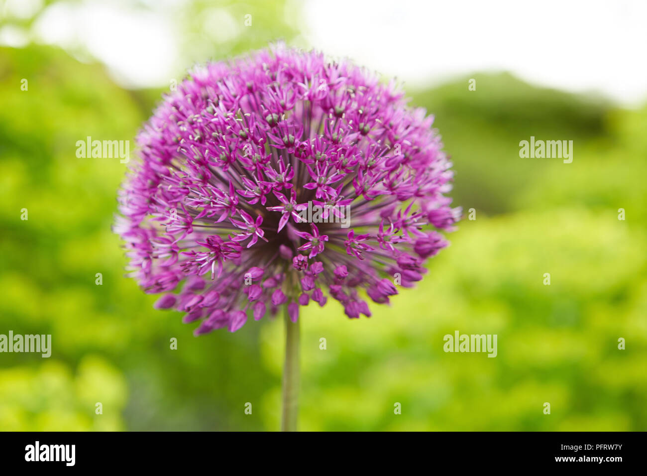 Rosa Allium flowerhead Stockfoto