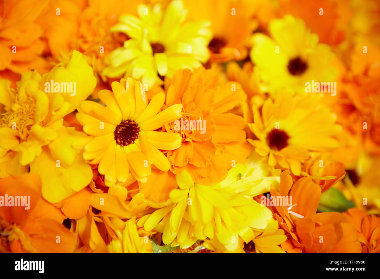 Calendula (Ringelblume) Blumen Stockfoto