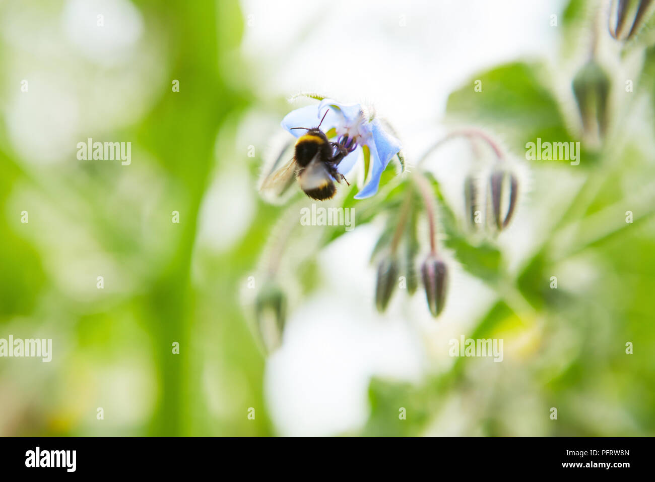 Biene auf Borretsch Blüte Stockfoto