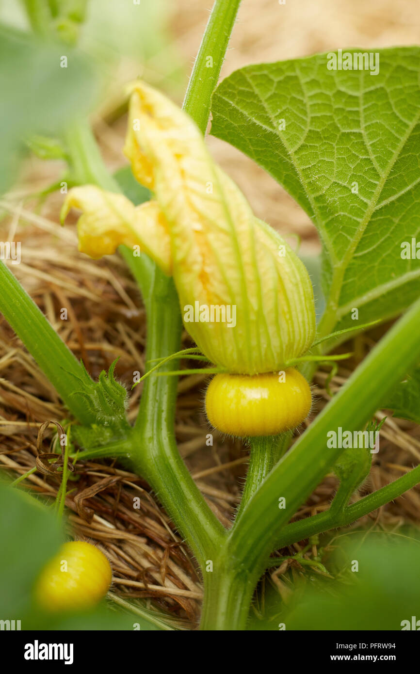 Biodynamische Kürbis Stockfoto