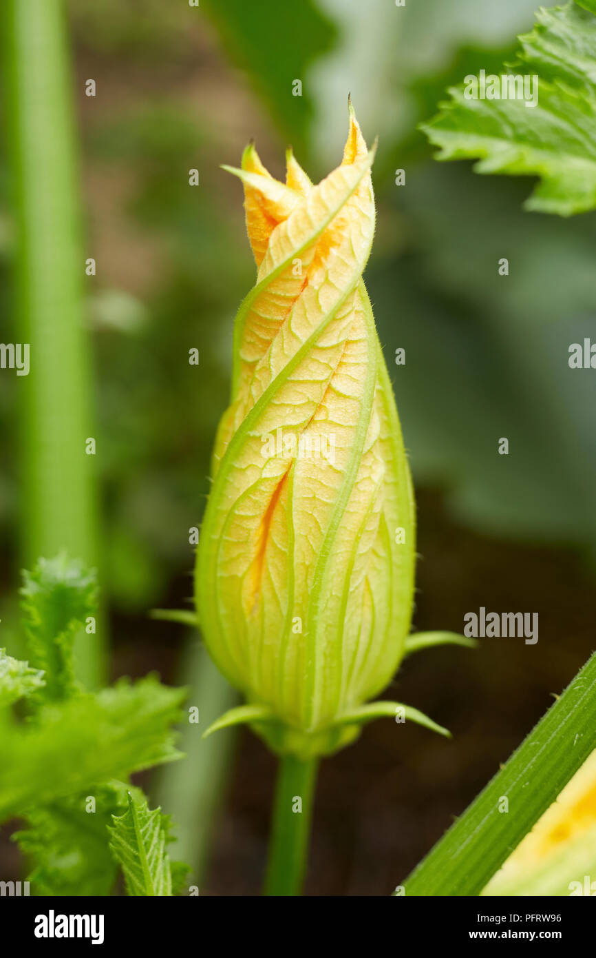 Biodynamische Zucchini Blume Stockfoto