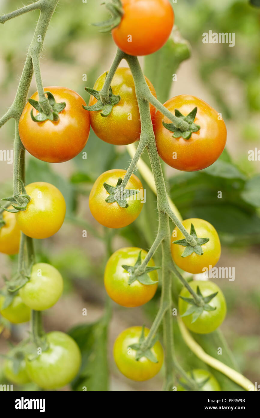 Biodynamische Tomatenpflanzen Stockfoto