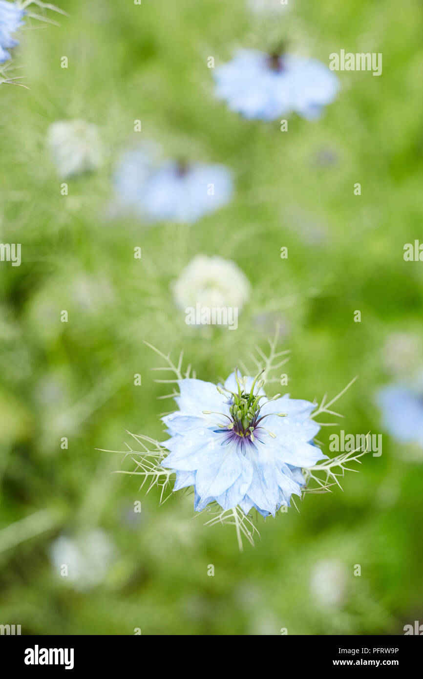 Nigella (Love-in-a-Mist) Blume Stockfoto