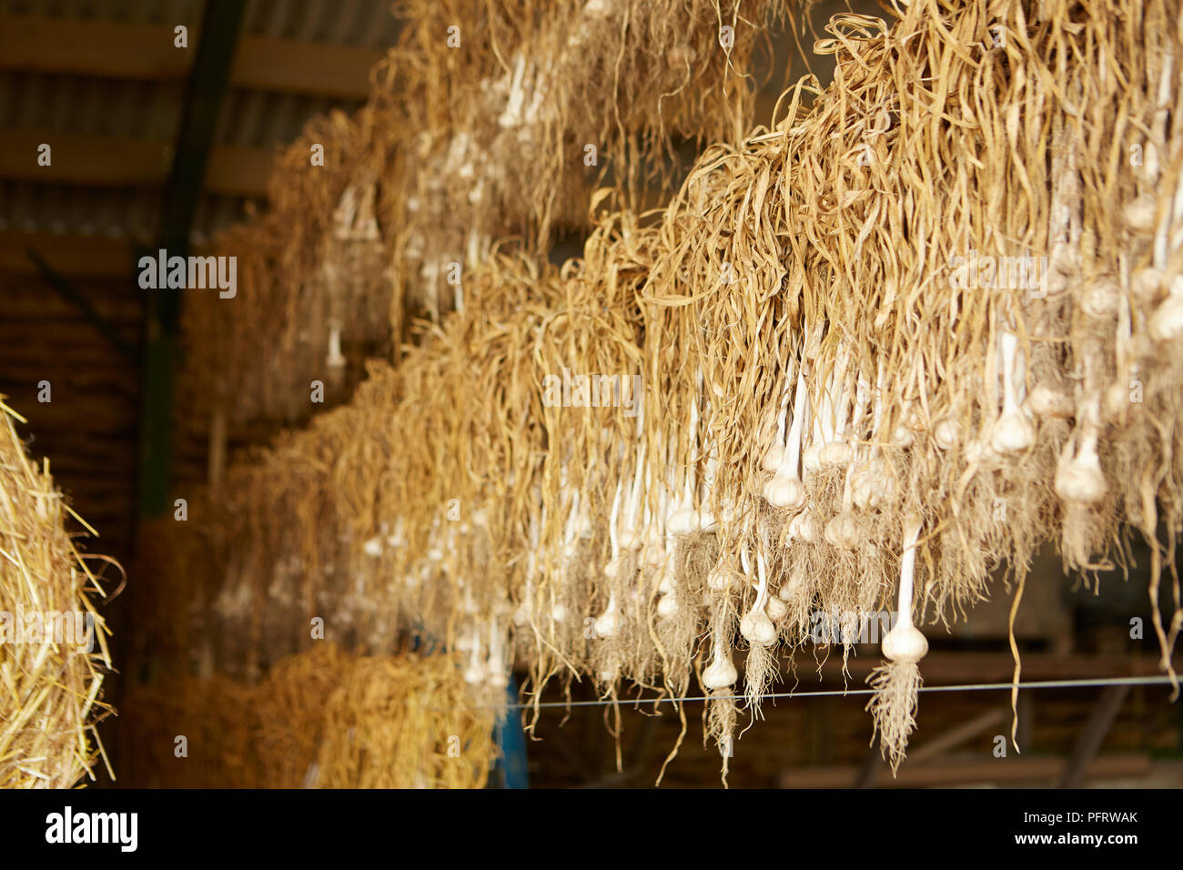 Biodynamische Knoblauch trocknen Stockfoto