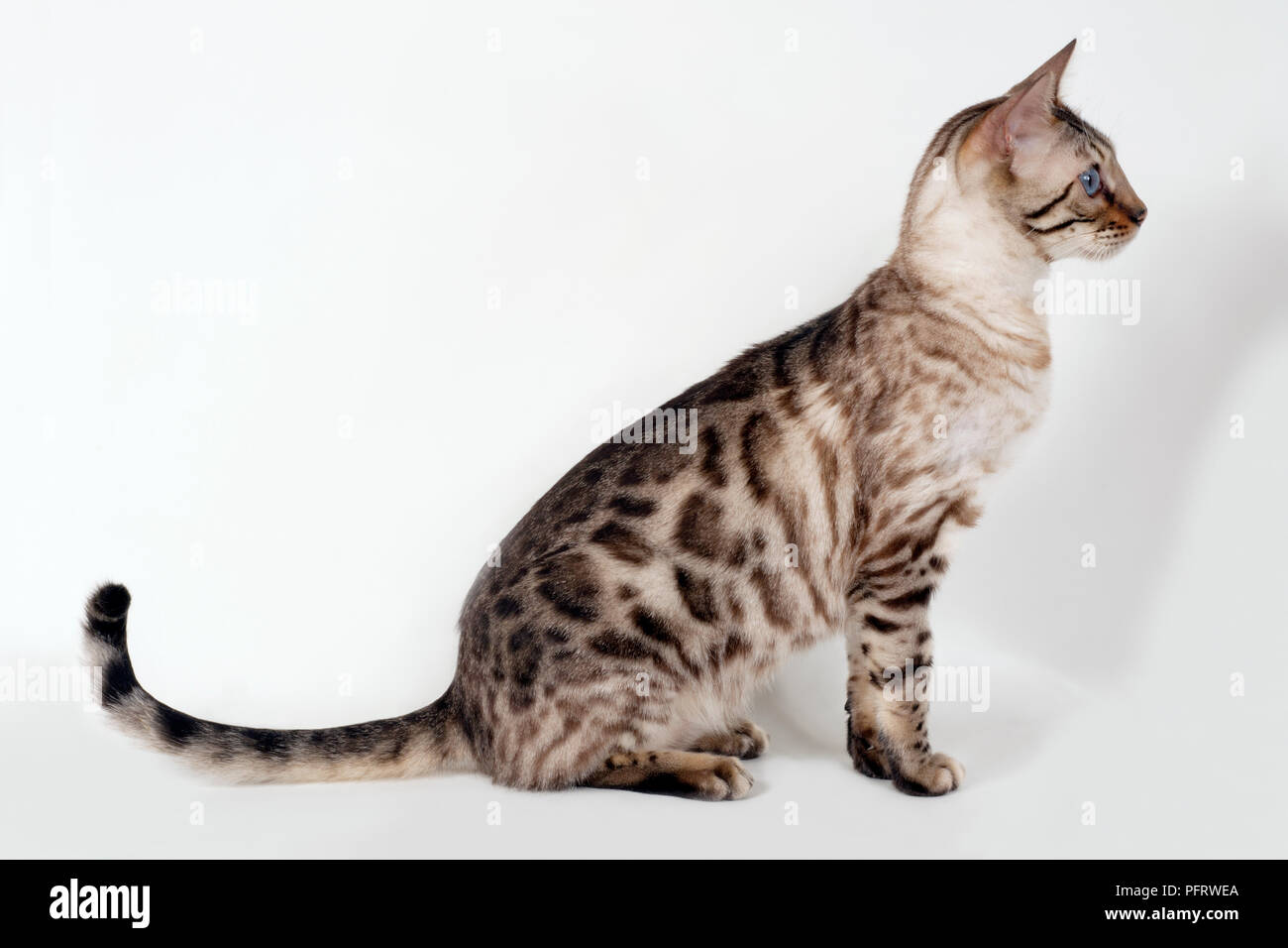 Brown rosetted Bengalen Katze mit blauen Augen, Sitzen, Seitenansicht Stockfoto
