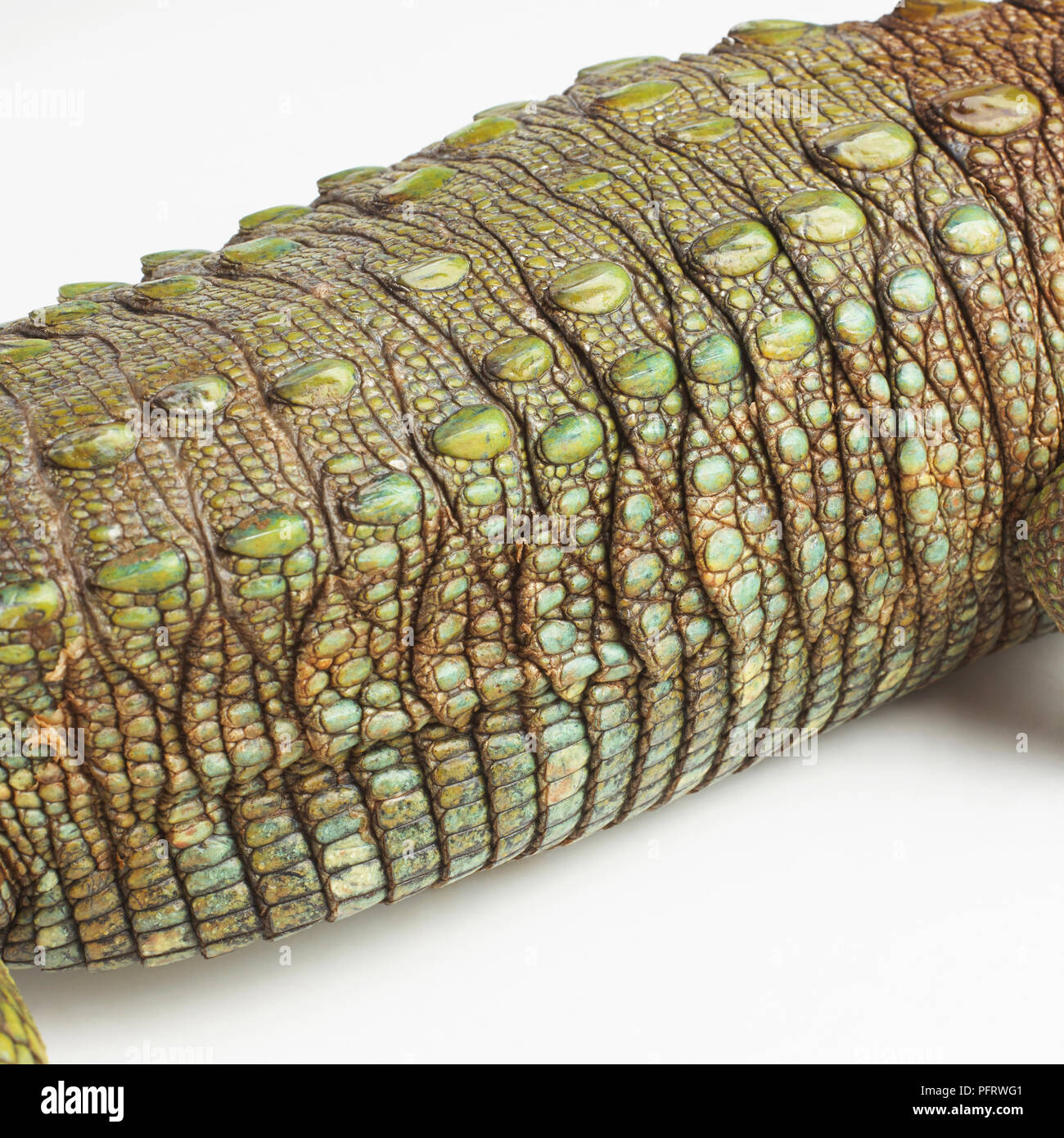 Caiman Lizard (Dracaena guianensis), Körper detail Stockfoto