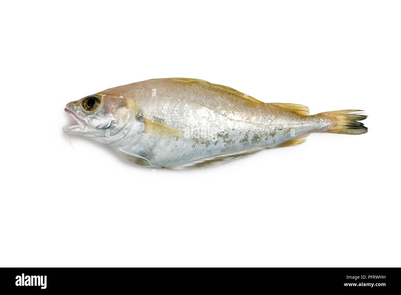 Trisopterus minutus (schlechte Cod), Seitenansicht Stockfoto