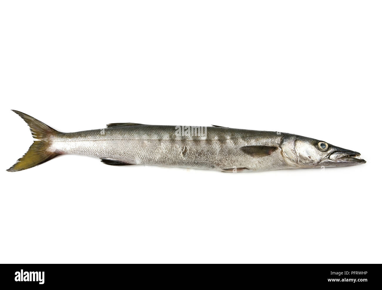Barracuda-Fisch Stockfoto