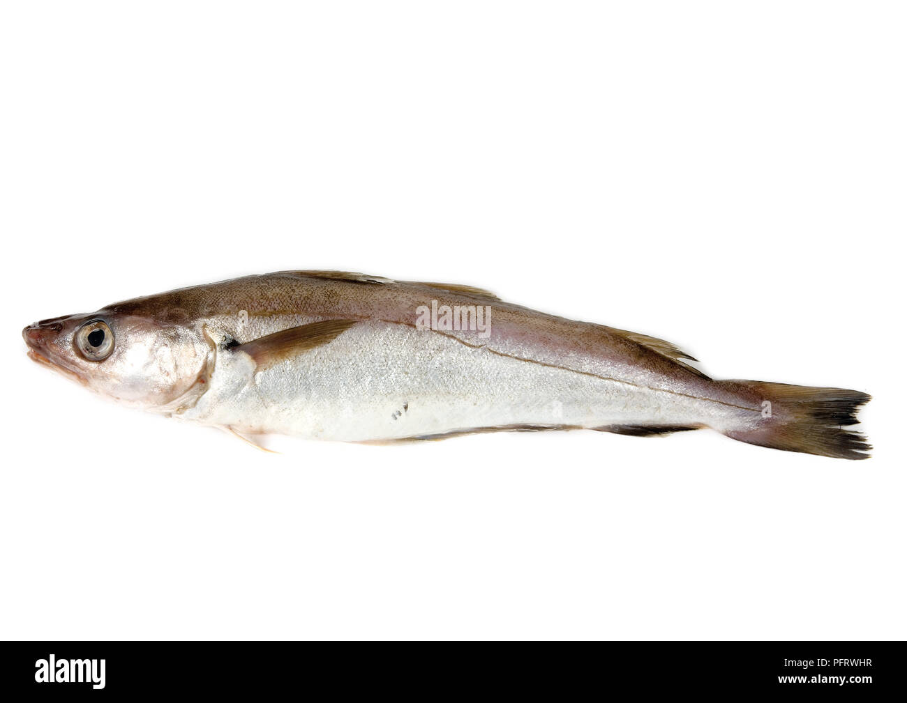 Wittling (Merlangius merlangus) Fisch Stockfoto
