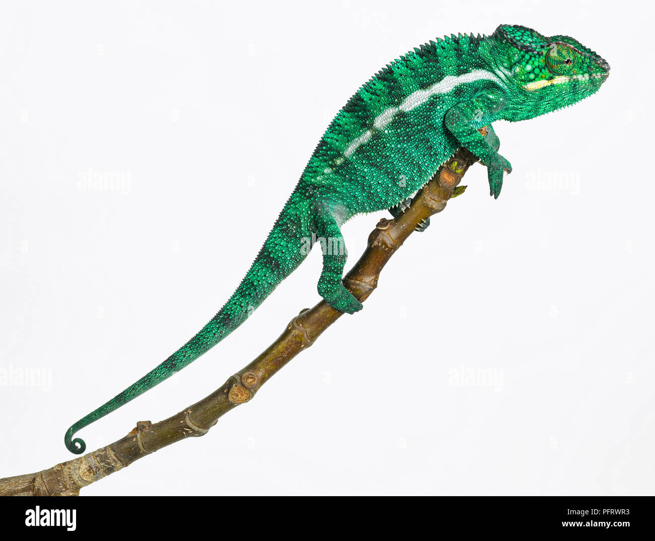 Chameleon Stockfoto