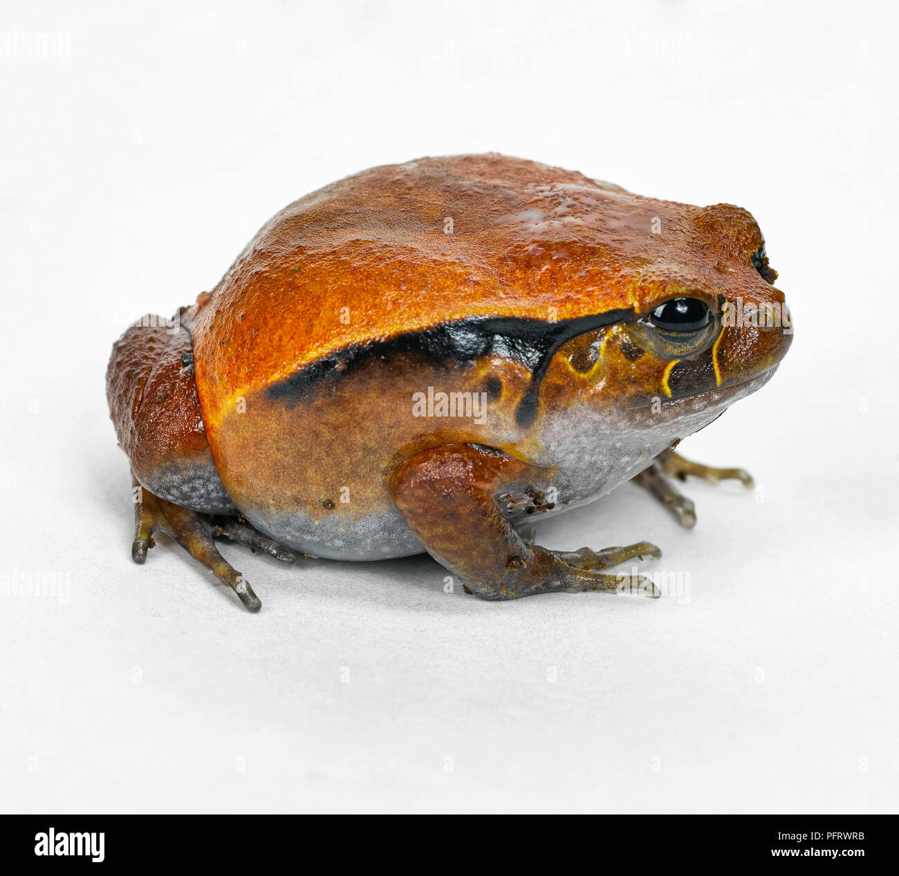 Tomatenfrosch Stockfoto