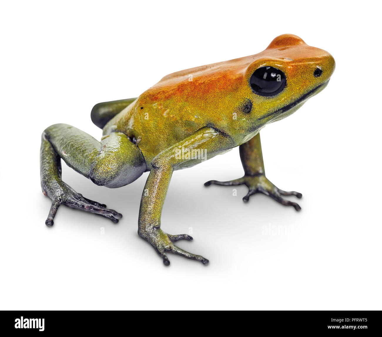 Goldene Pfeilgiftfrosch Stockfoto