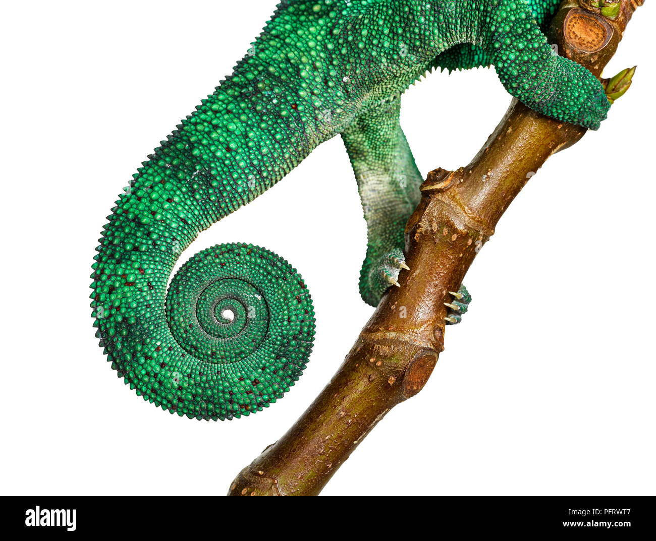Chameleon Stockfoto