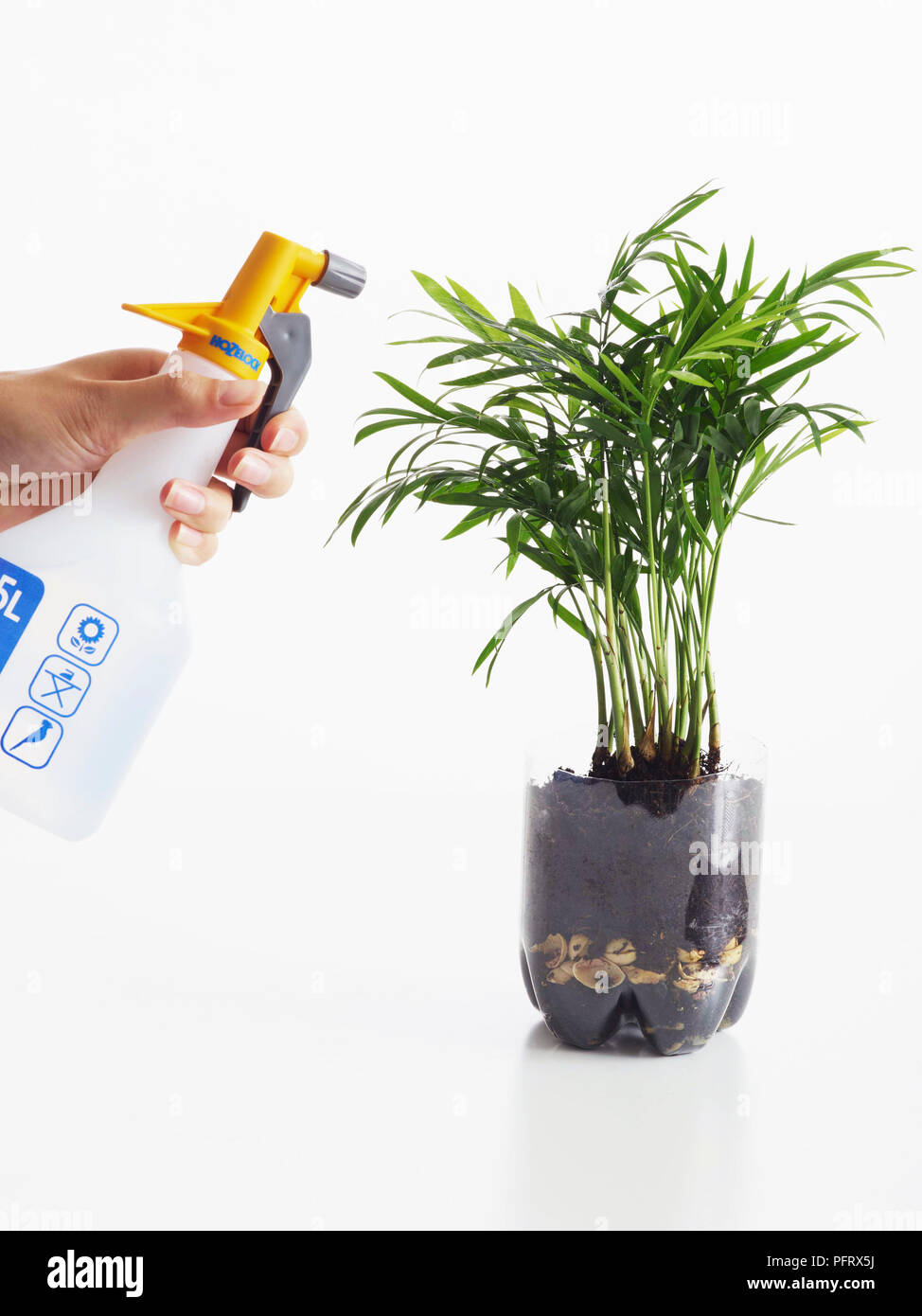 Bilden ein Dschungel / Regenwald in einer Flasche mit einem wissenschaftlichen Experiment. Schritt 7, besprühen Sie die Blätter mit Wasser und etwas Wasser auf den Boden. Stockfoto