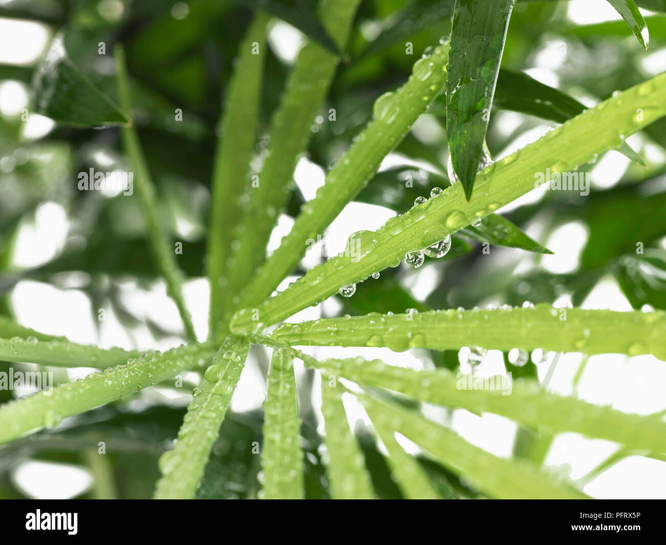 Bilden ein Dschungel / Regenwald in einer Flasche mit einem wissenschaftlichen Experiment. Schritt 7, besprühen Sie die Blätter mit Wasser und etwas Wasser auf den Boden. In der Nähe der Anlage verlässt. Stockfoto