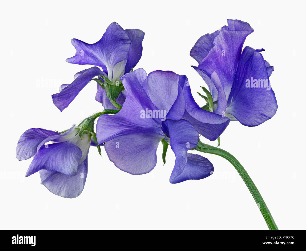 Sweet pea Stockfoto
