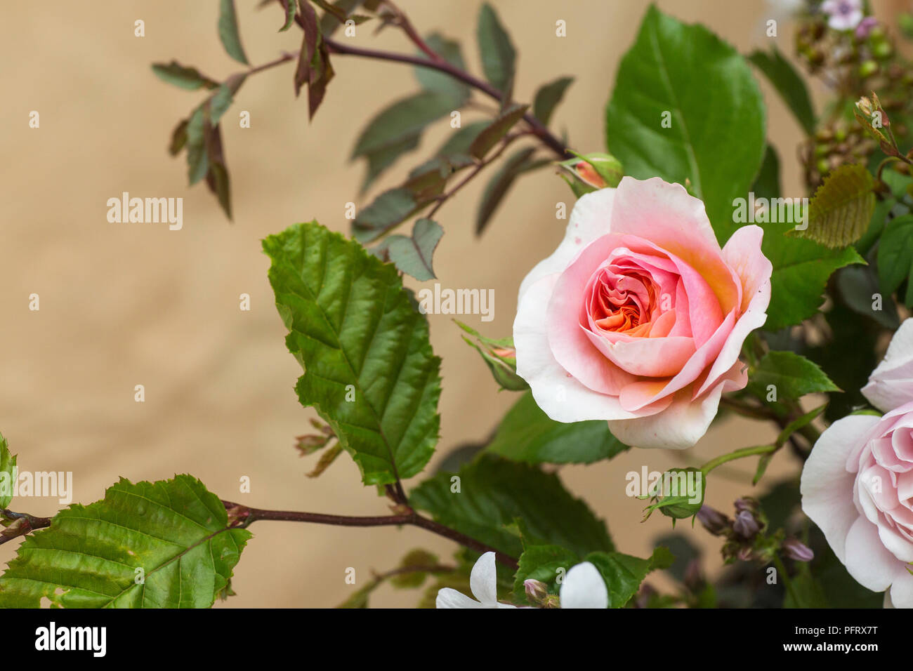 Rose Blumen-arrangement Stockfoto