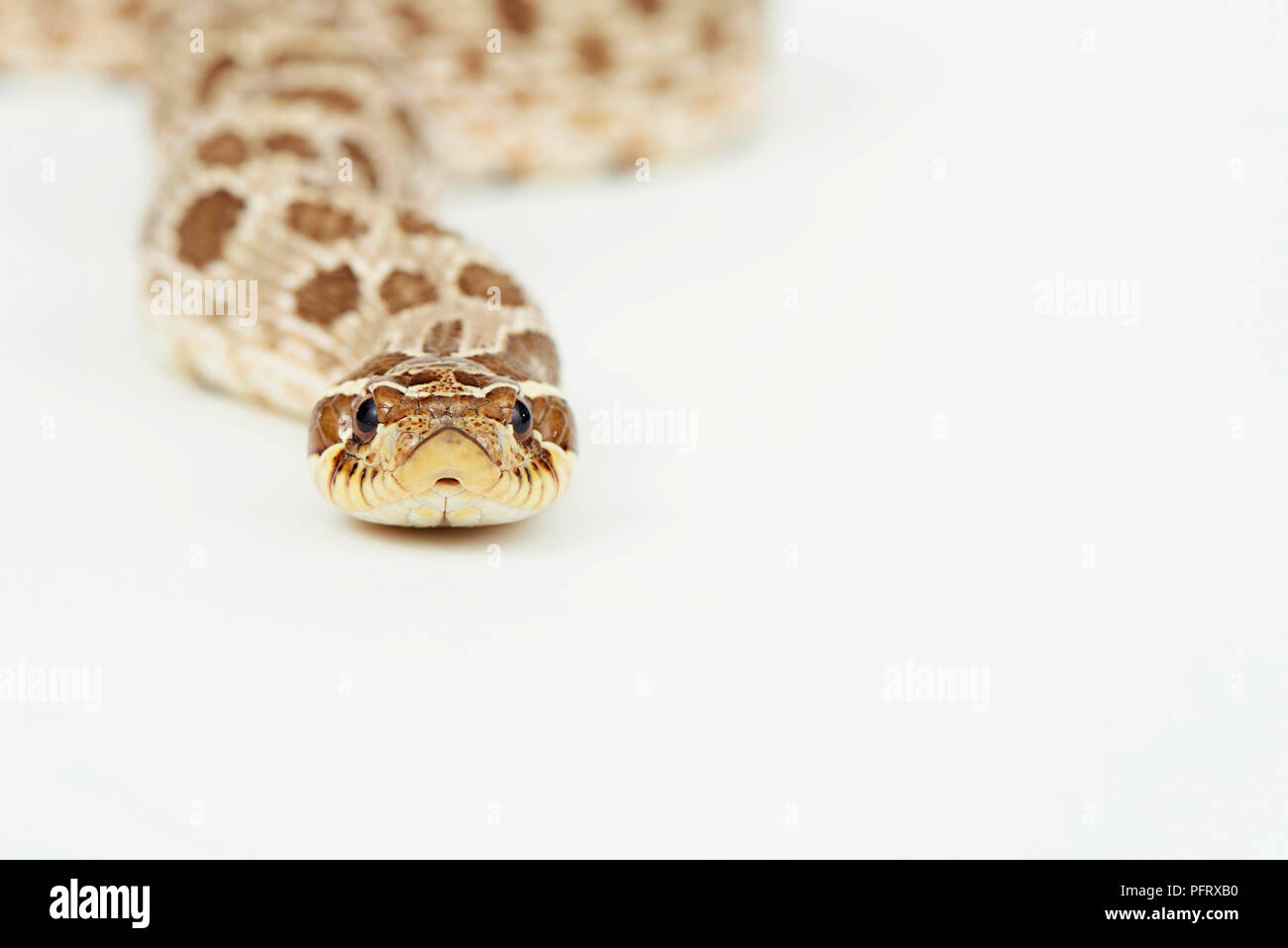 Ebenen hog-gerochene Schlange (Heterodon nasicus) Stockfoto
