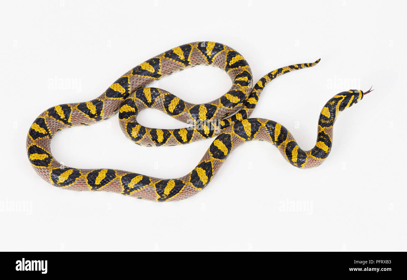 Mandarin, Euprepiophis mandarinus ratsnake Stockfoto