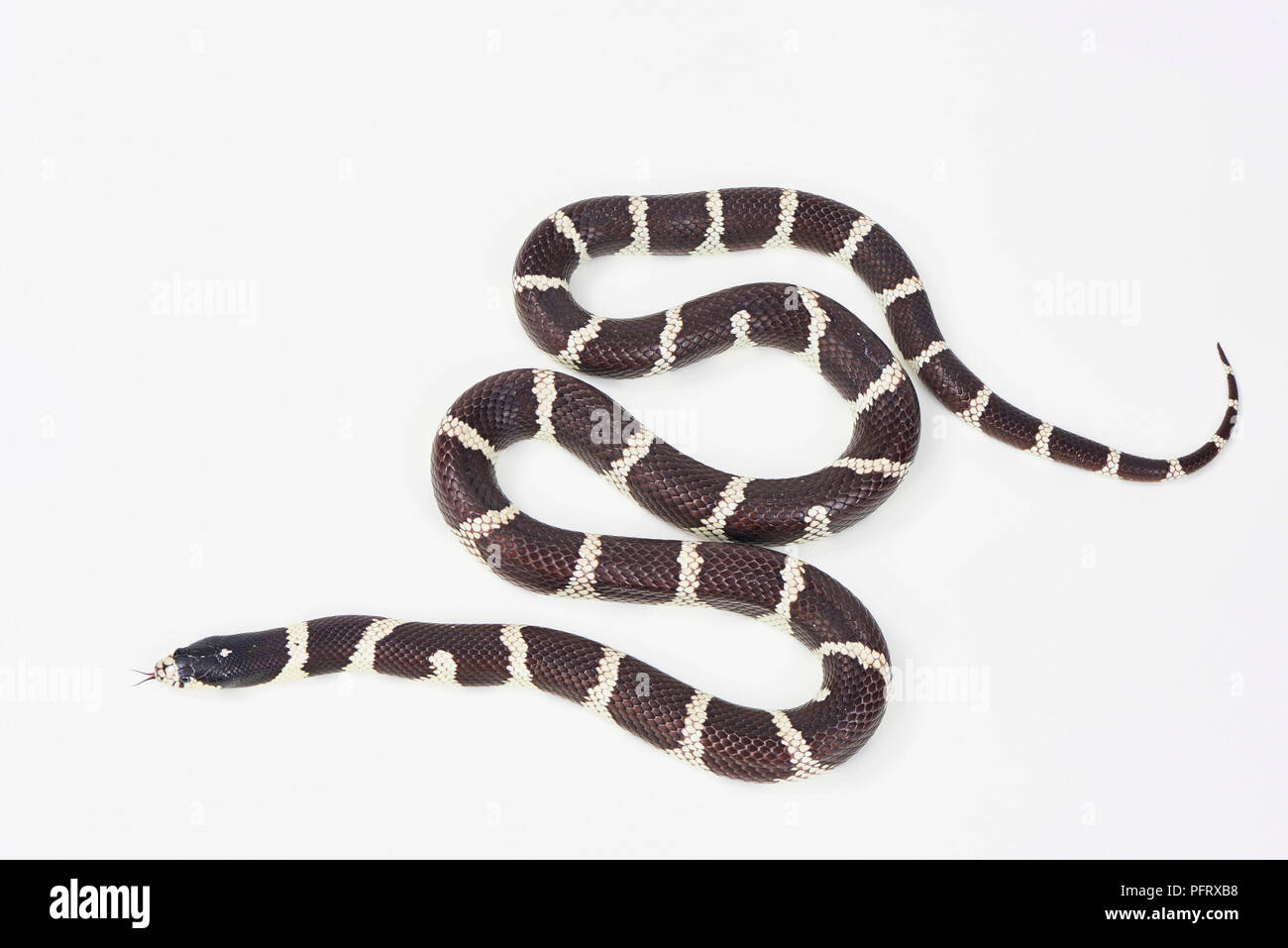 California King Snake, Lampropeltis californiae Stockfoto