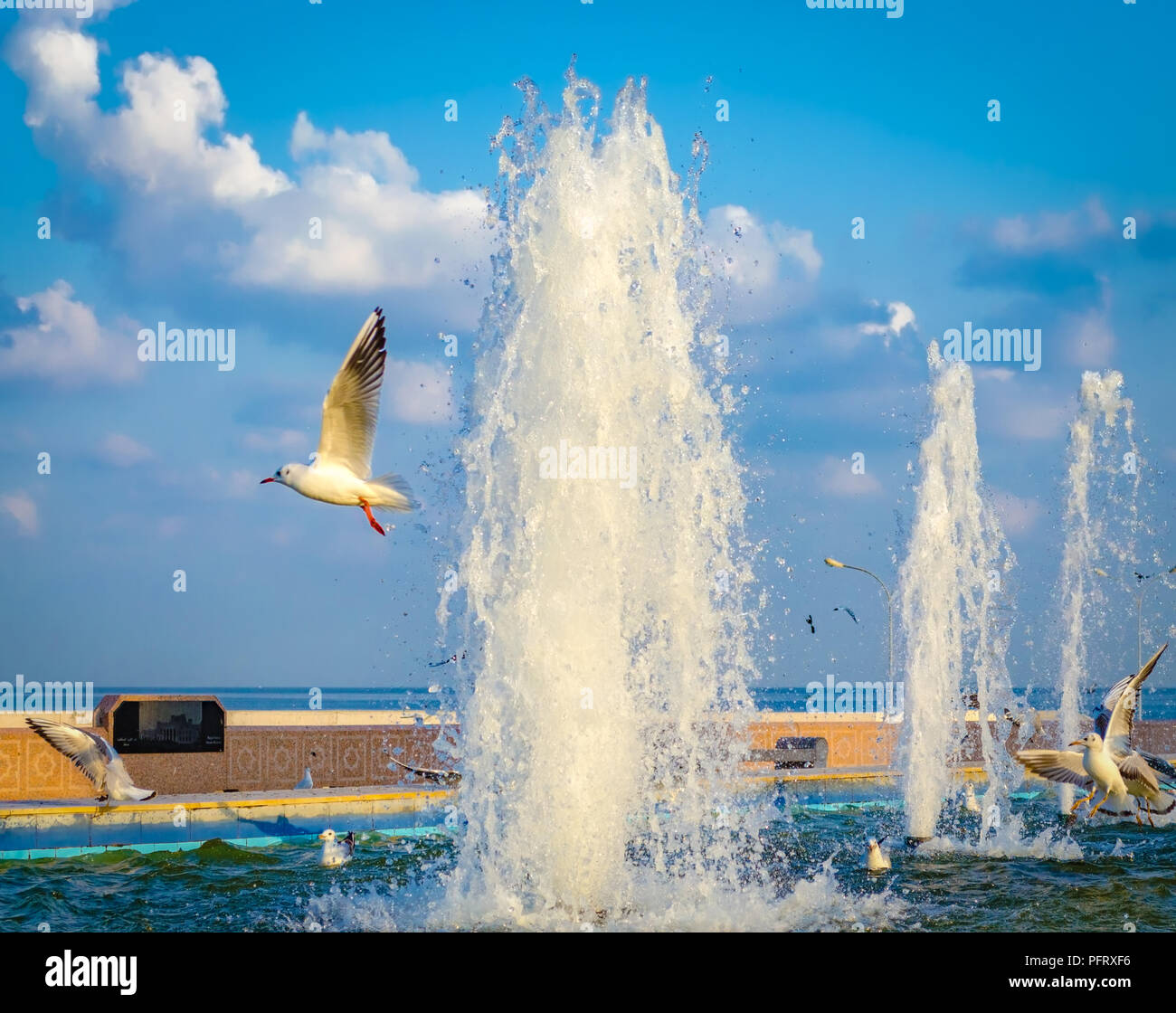 Möwe Fliegen aus dem Brunnen nach dem Abschrecken seinen Durst, während andere Möwen Spielen im Wasser sind. Von Muscat, Oman. Stockfoto