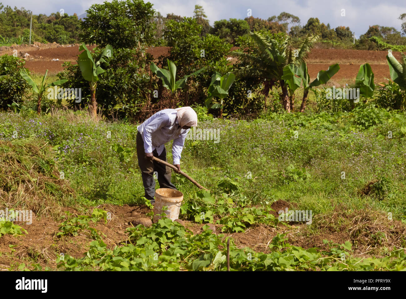 Flick-Flack, Mauritius - 11. Februar 2018 - Bauer im Bereich pflegt sie manuell den Kulturpflanzen Stockfoto
