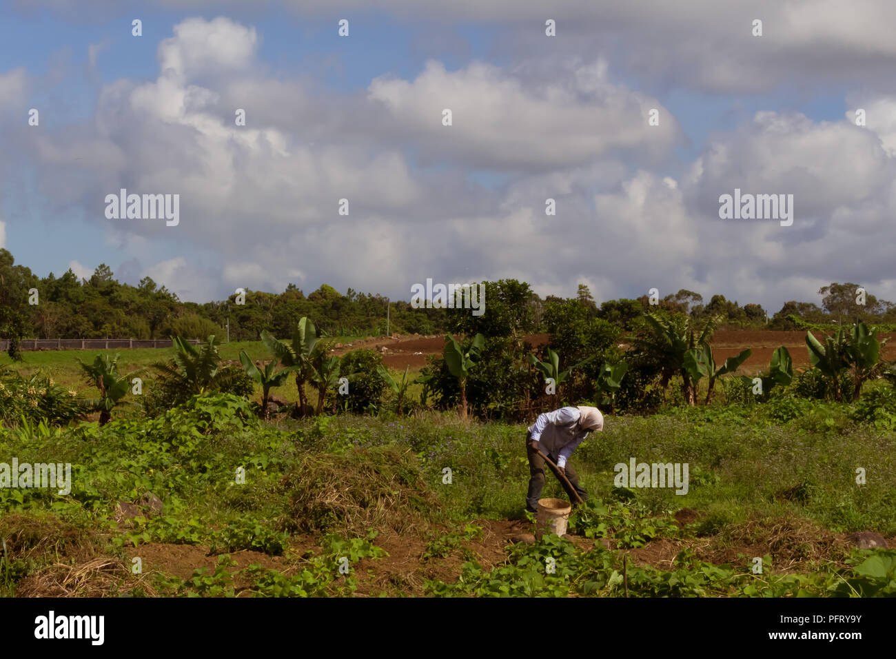 Flick-Flack, Mauritius - 11. Februar 2018 - Bauer im Bereich pflegt sie manuell den Kulturpflanzen Stockfoto
