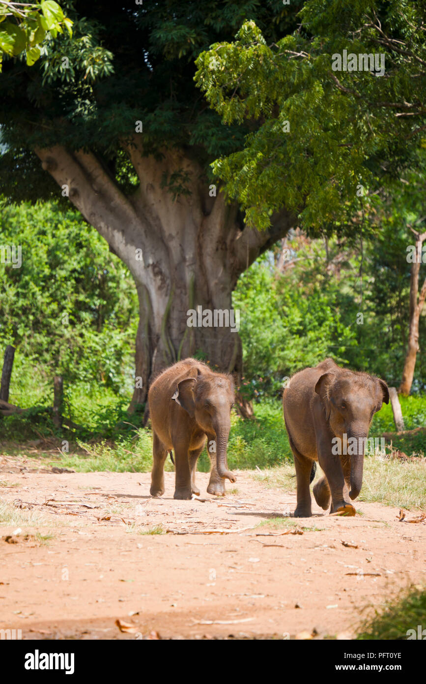 Vertikale Ansicht von baby Elefanten bei der udawalawe, Sri Lanka. Stockfoto