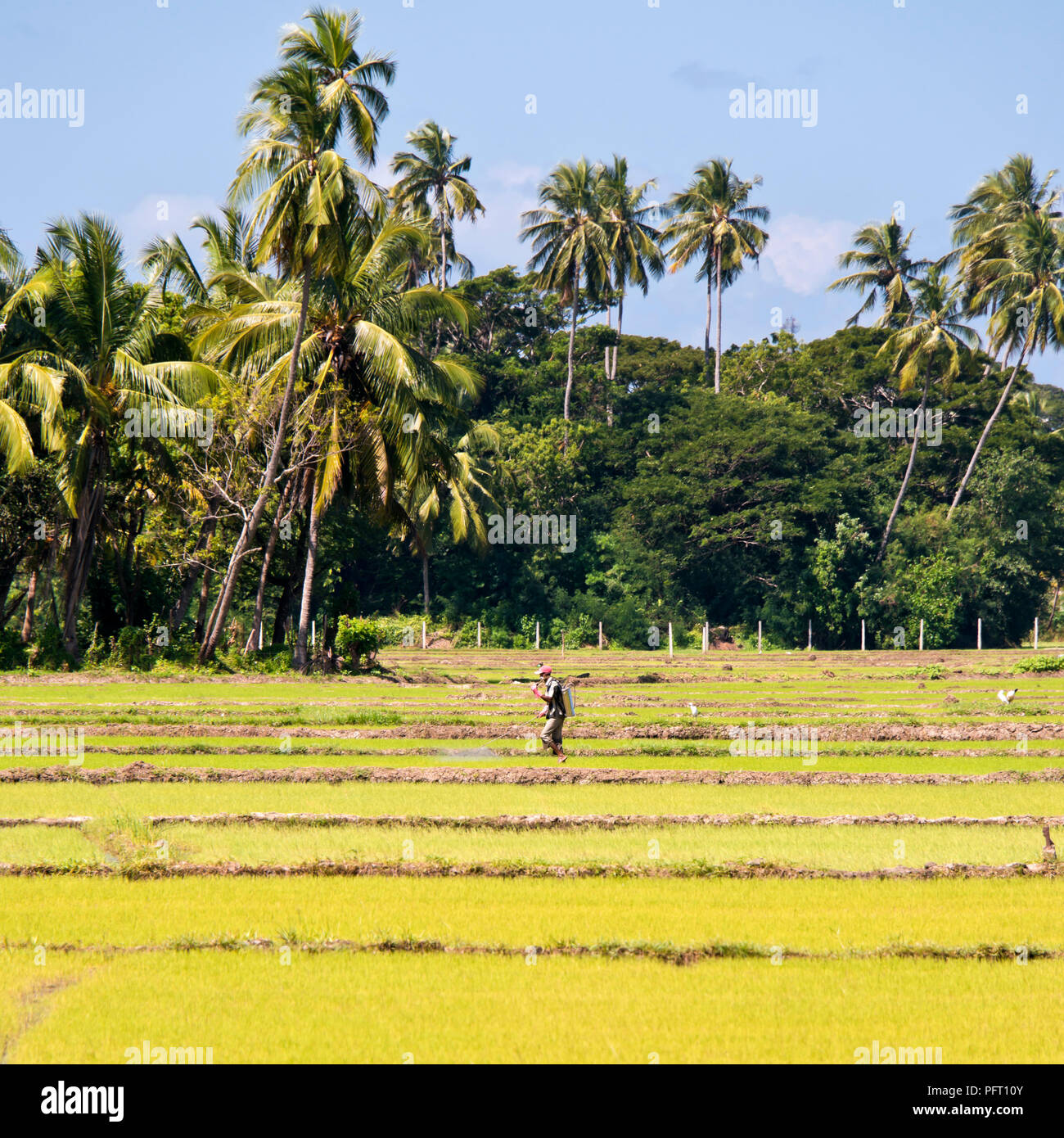 Blick auf den Platz von einem Mann spritzen Reispflänzchen in Reisfeldern in Sri Lanka wachsen. Stockfoto