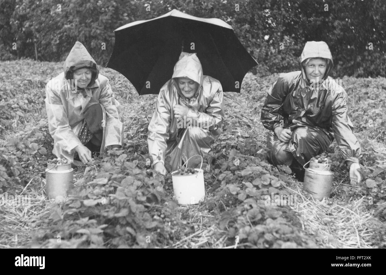 1950er Jahre regnerischen Tag. Drei Menschen sind Kommissionierung Erdbeeren im Regen. Schweden 1950 Stockfoto