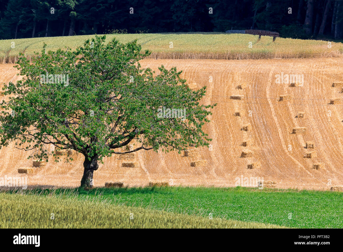 Landschaft im Emmental (berühmt für Käse), Schweiz. Stockfoto