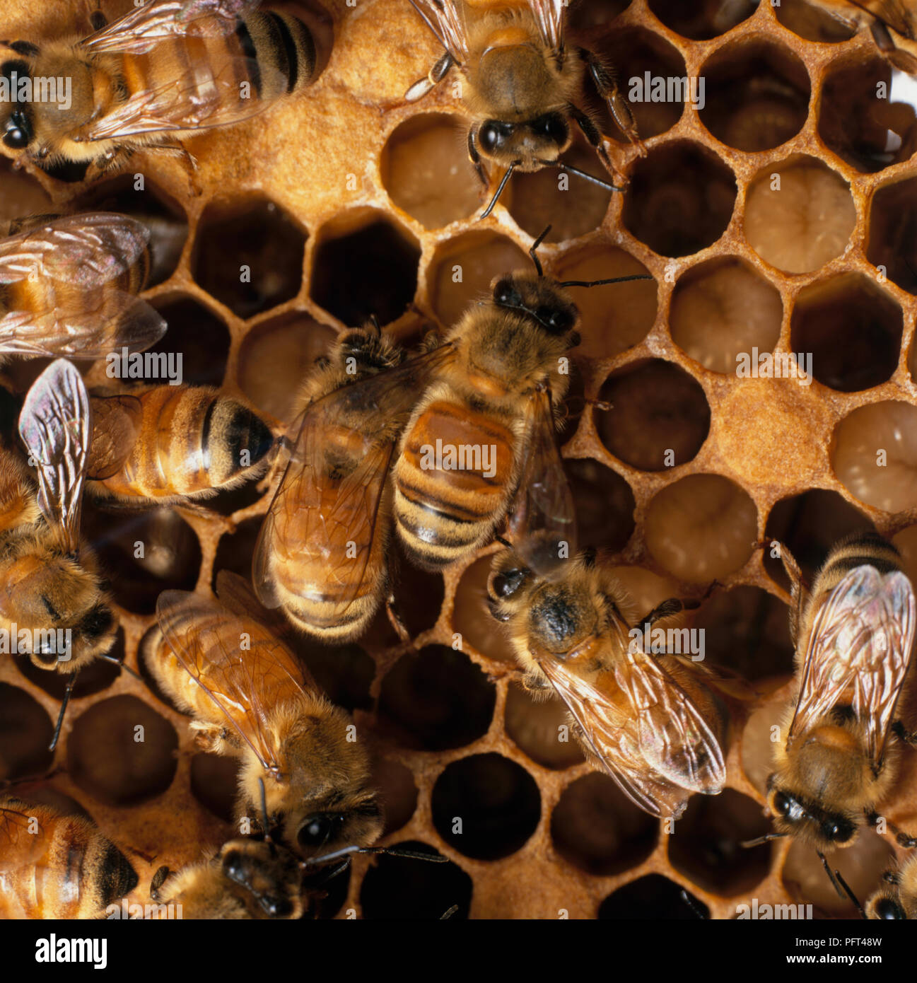 Honey Comb, Bienen und Larven, close-up Stockfoto