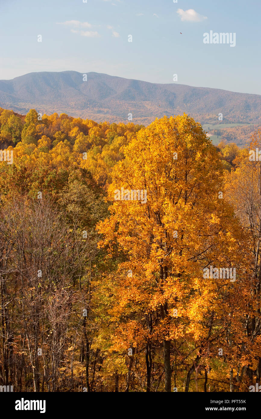 USA, Virginia, Shenandoah National Park, dem Skyline Drive, Gelb Herbst Farben Stockfoto