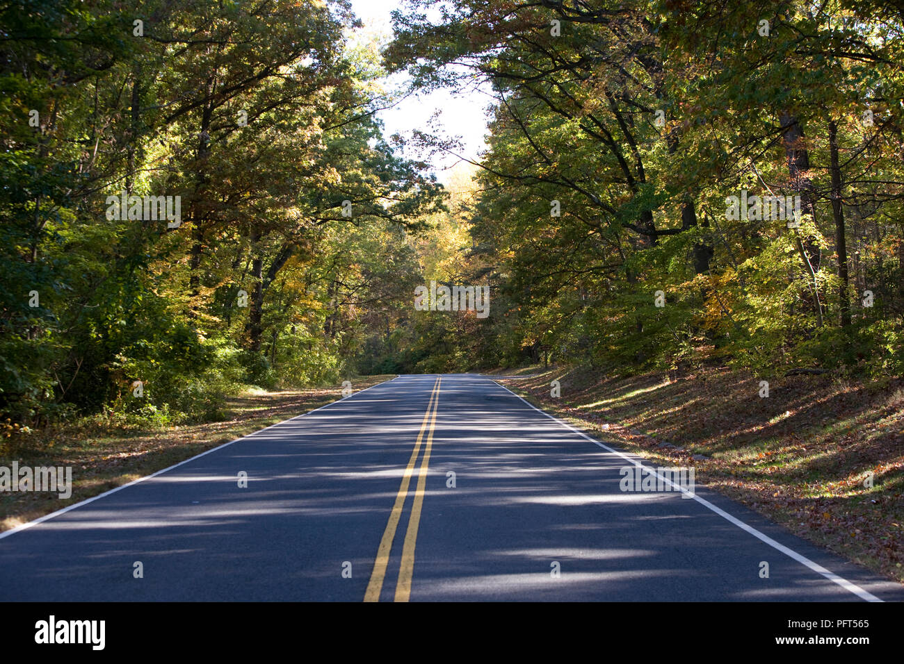 USA, Washington DC, leer, von Bäumen gesäumten Straße durch Fort Dupont Park Stockfoto
