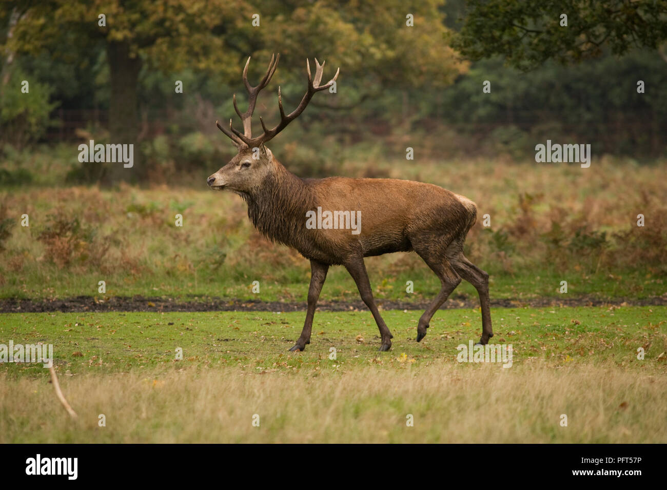 Großbritannien, London, Stadtteil Richmond upon Thames, Richmond Park, Deer Stockfoto