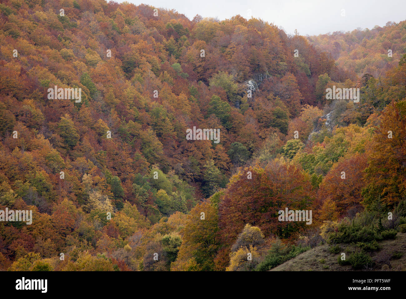 Italien, Abruzzen, Parco Nazionale d'Abruzzo, Lazio e Molise Herbst Farben Stockfoto
