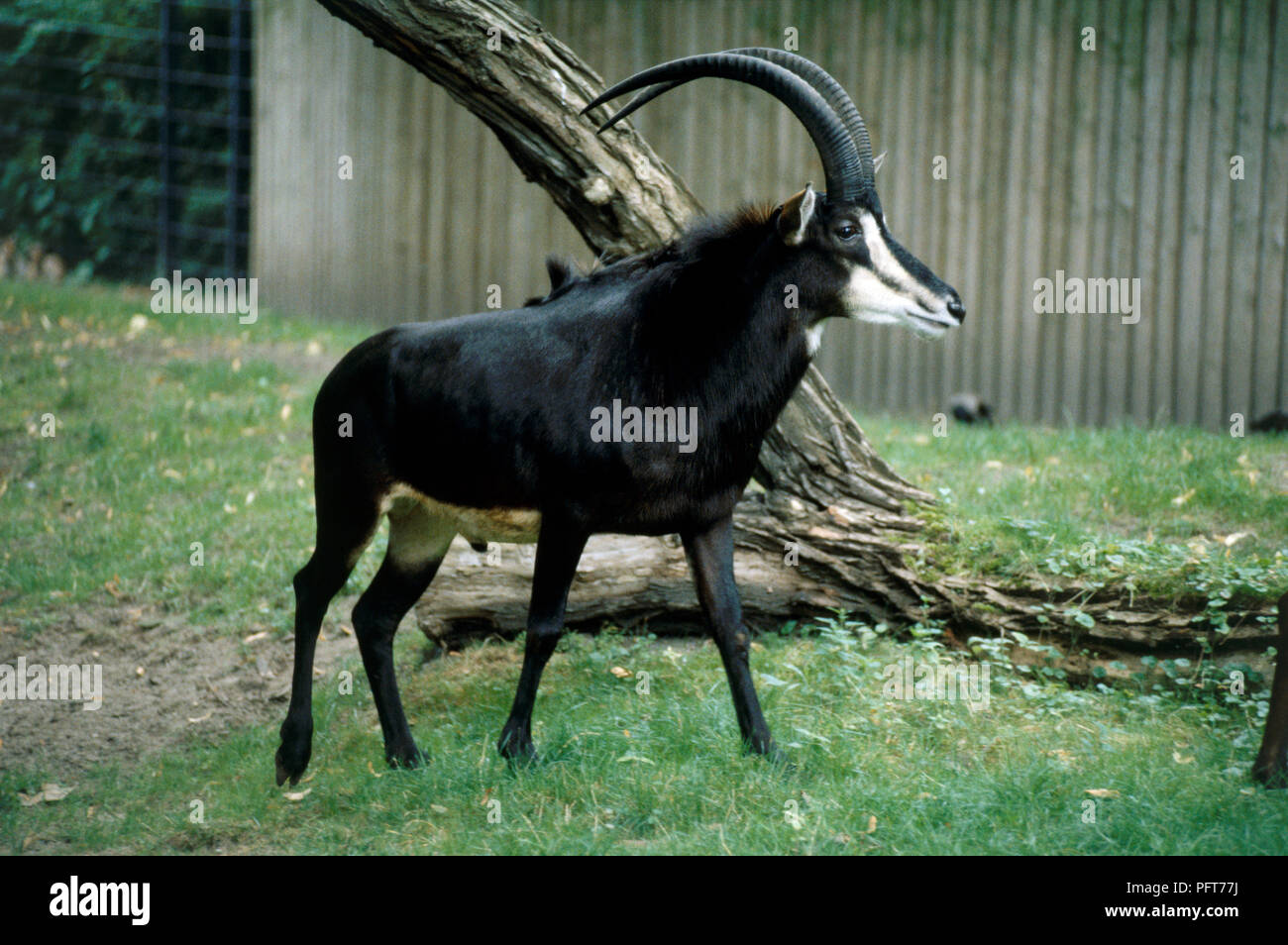 Afrikanische Rappenantilopen (Hippotragus niger) in Gehäuse lange, gebogene Hörner im Profil Stockfoto