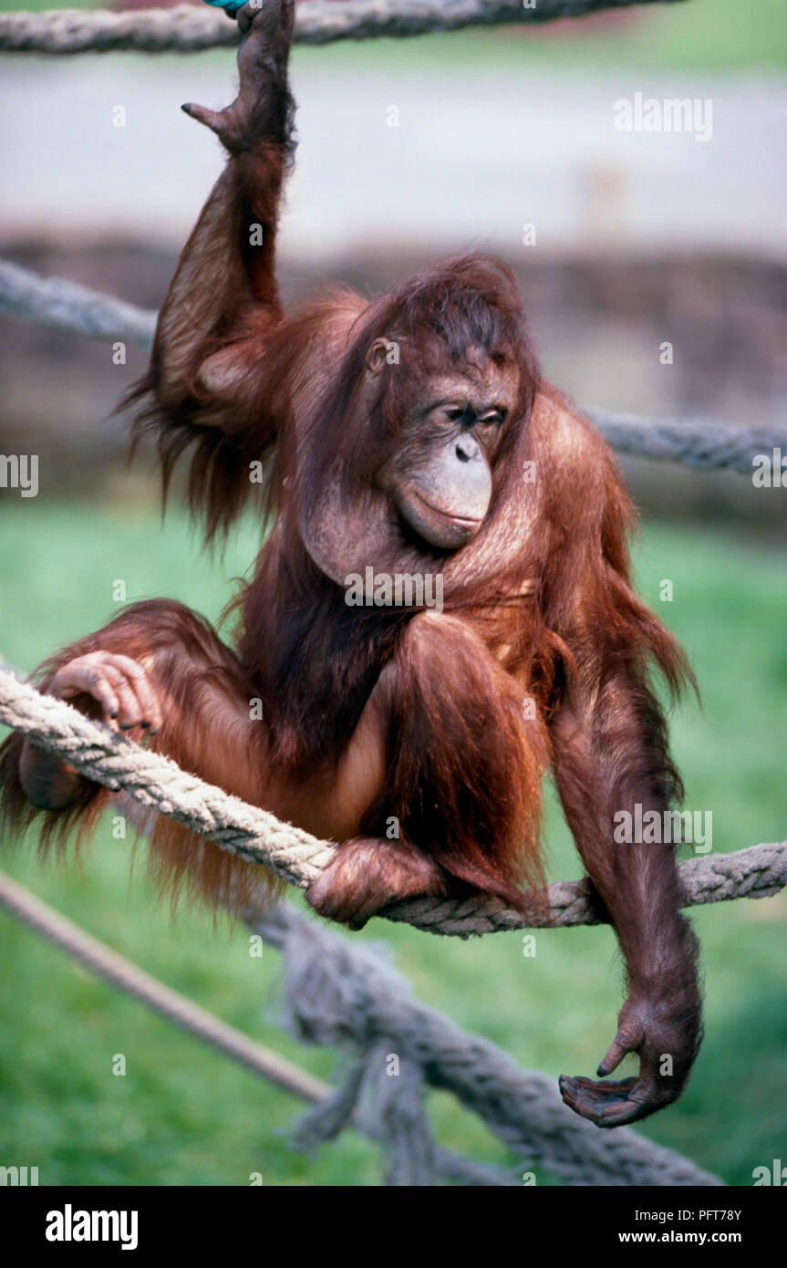 Männliche bornesischen Orang-utan (Pongo pygmaeus) sitzen auf das Seil im Gehäuse Stockfoto