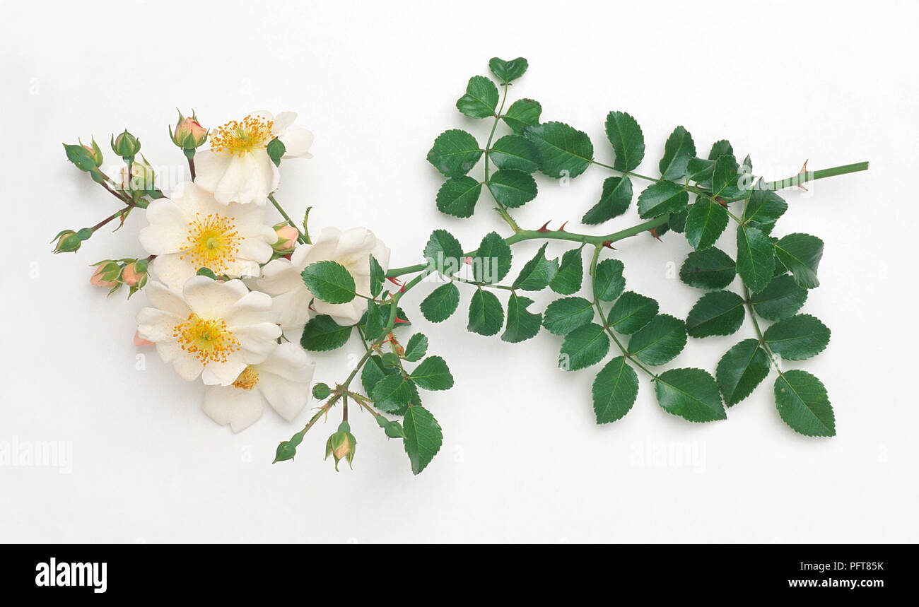 Rosa "Rebhuhn" (Ground Cover Rose) mit rein weißen Blüten, gelb in der Mitte, Knospen und Blätter Stockfoto
