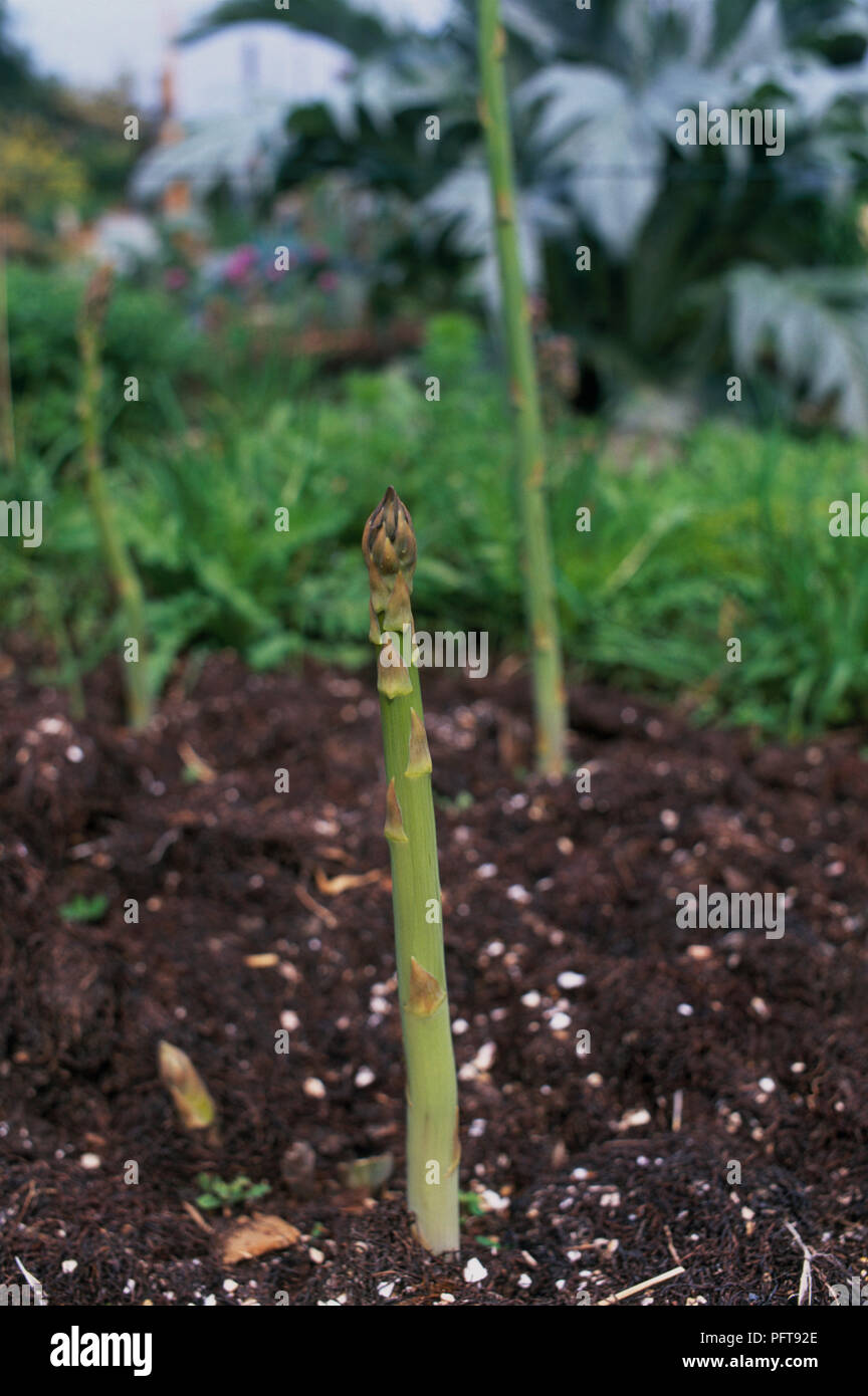 Asparagus Officinalis (Spargel) schießen im Boden, close-up Stockfoto