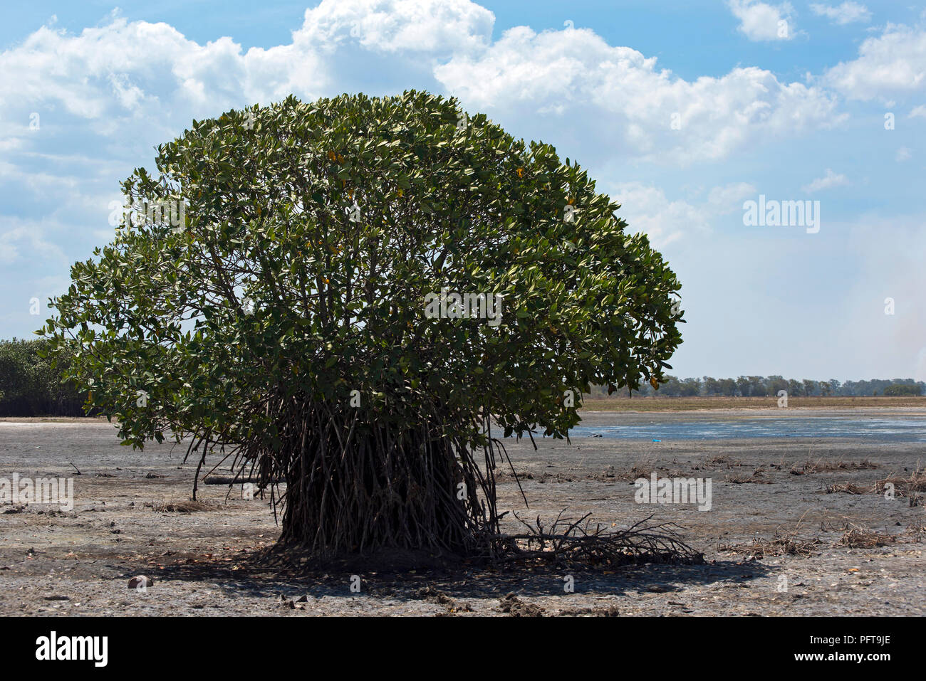 Sri Lanka, Nordrhein-Westfalen, Pottuvil, pottuvil Lagune, Baum am Seeufer Stockfoto