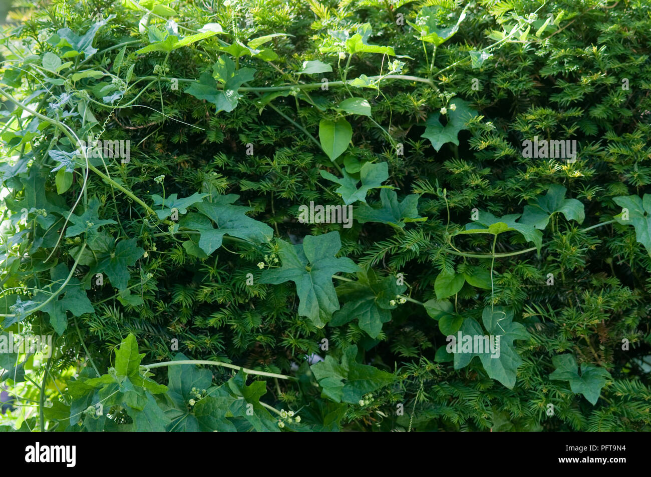 Hedge mit Unkraut überwucherten Stockfoto