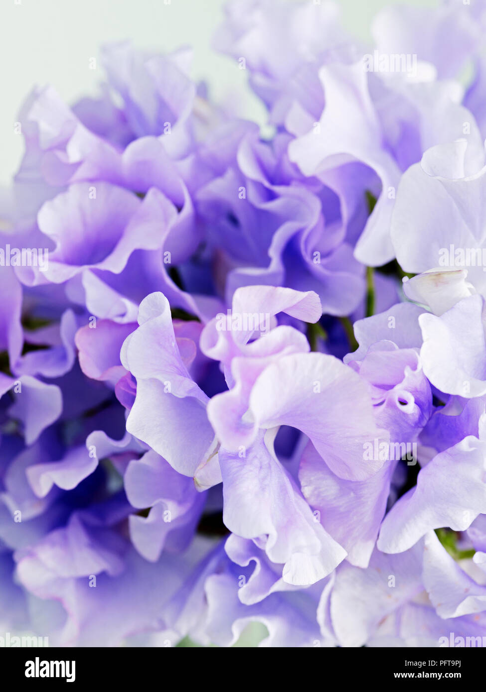 Lila Hortensienblüten, close-up Stockfoto