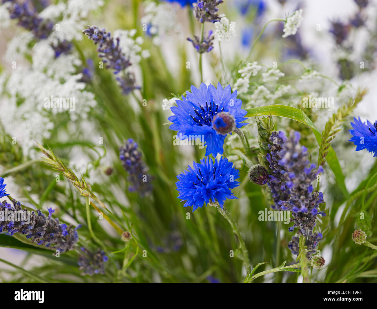Wiese Blumen Blumenarrangements, Lavendel, Kornblumen, Kuh, Petersilie, Gräser, Weizen Garbe Stockfoto