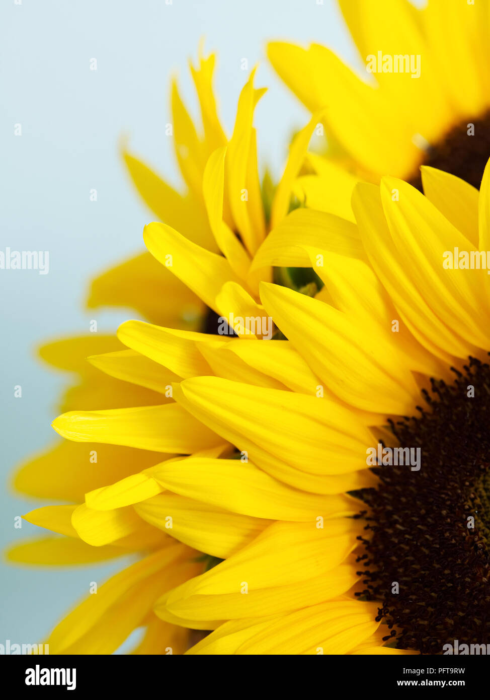 Sonnenblume Blütenblätter, close-up Stockfoto