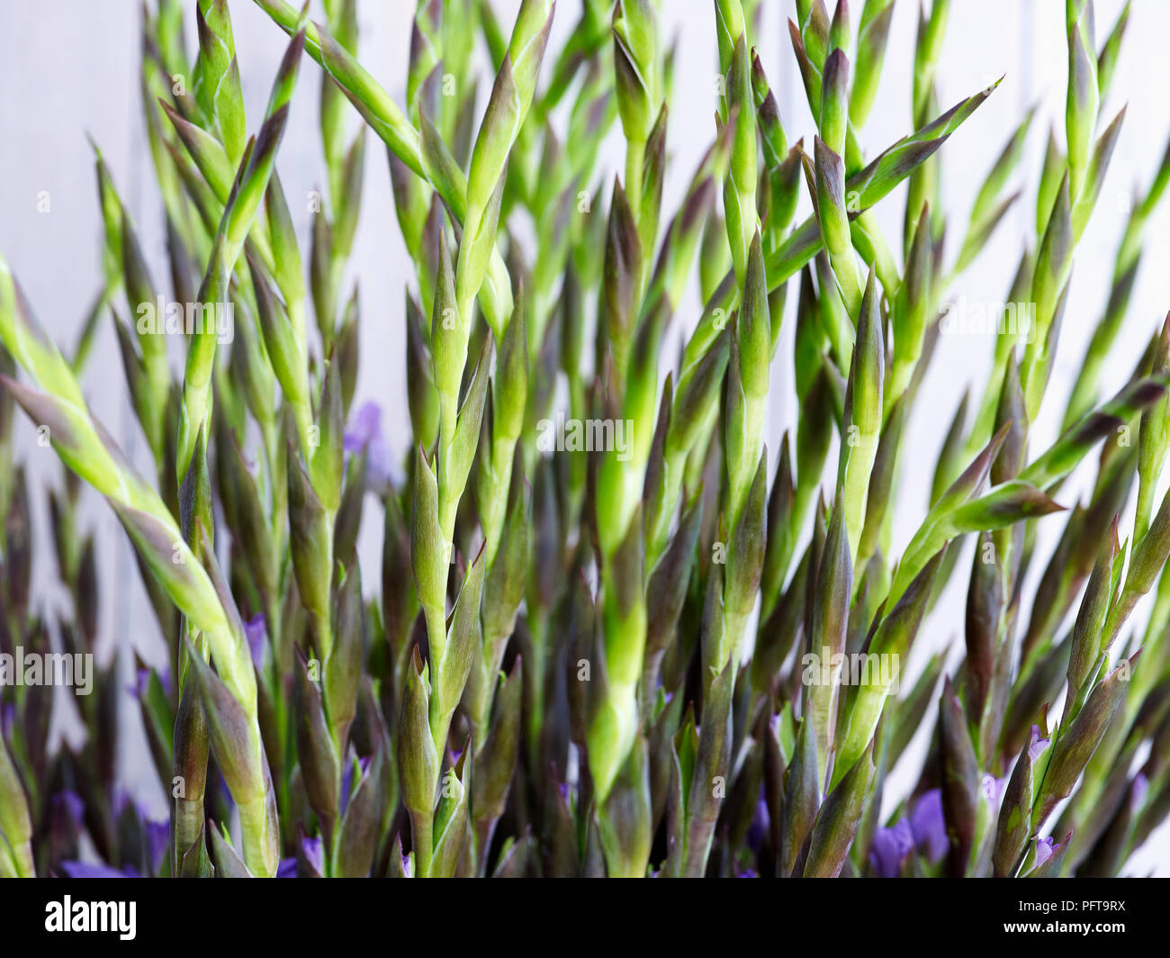 Lila Gladiolen, close-up Stockfoto