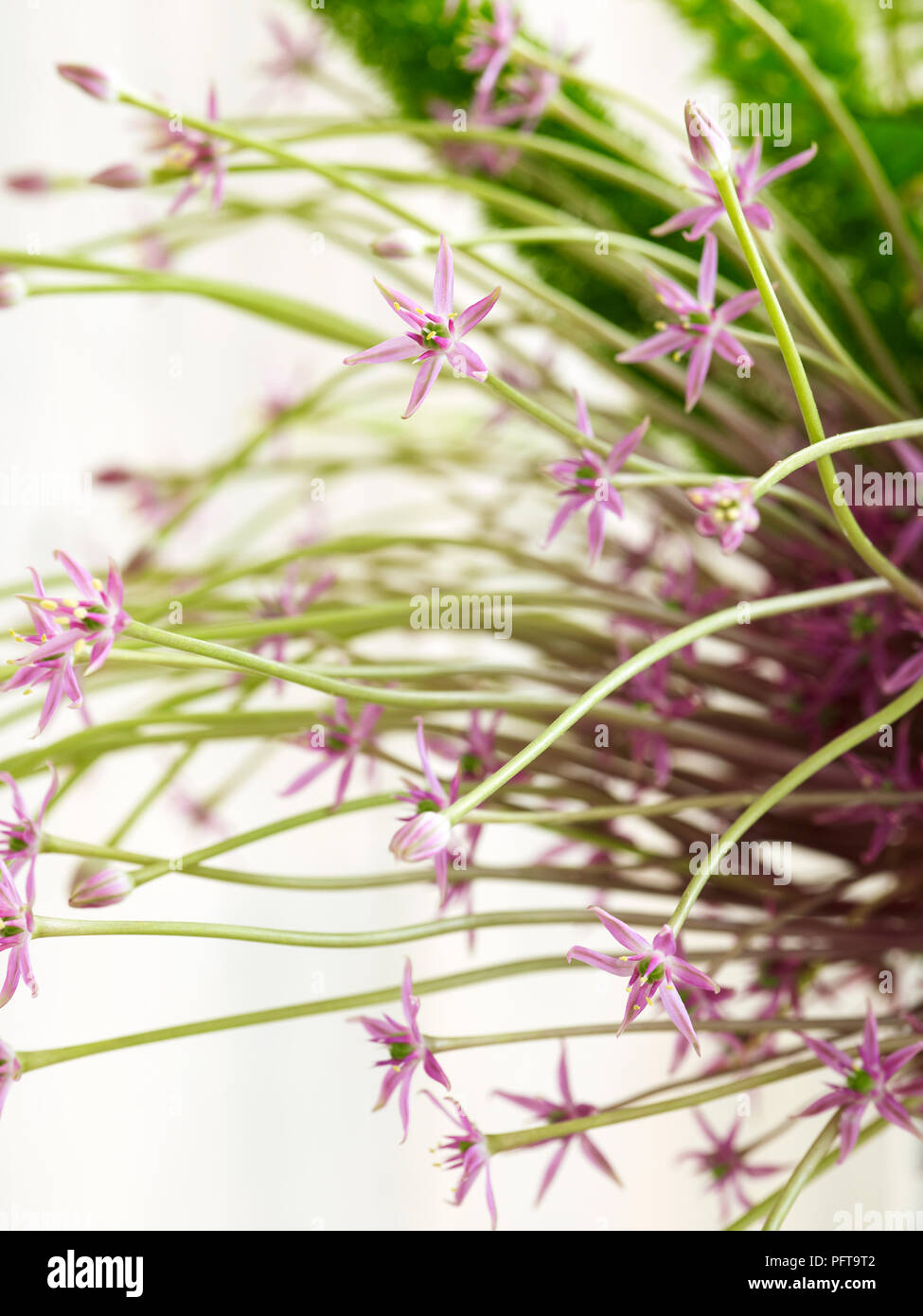 Der Allium chubertii 'Blumen Stockfoto