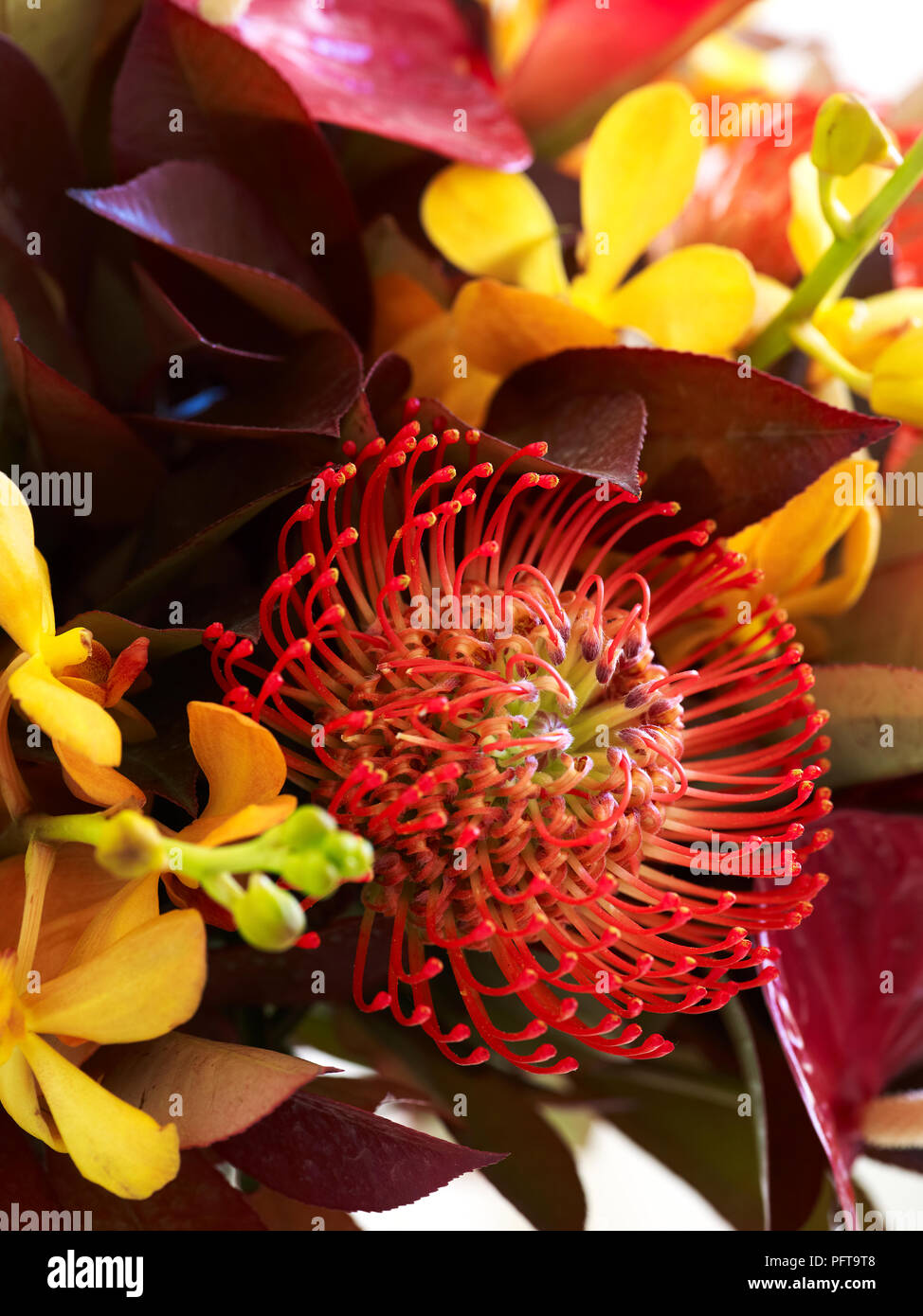 Exotischen Bukett, in der Nähe von Orange Protea Blume Stockfoto