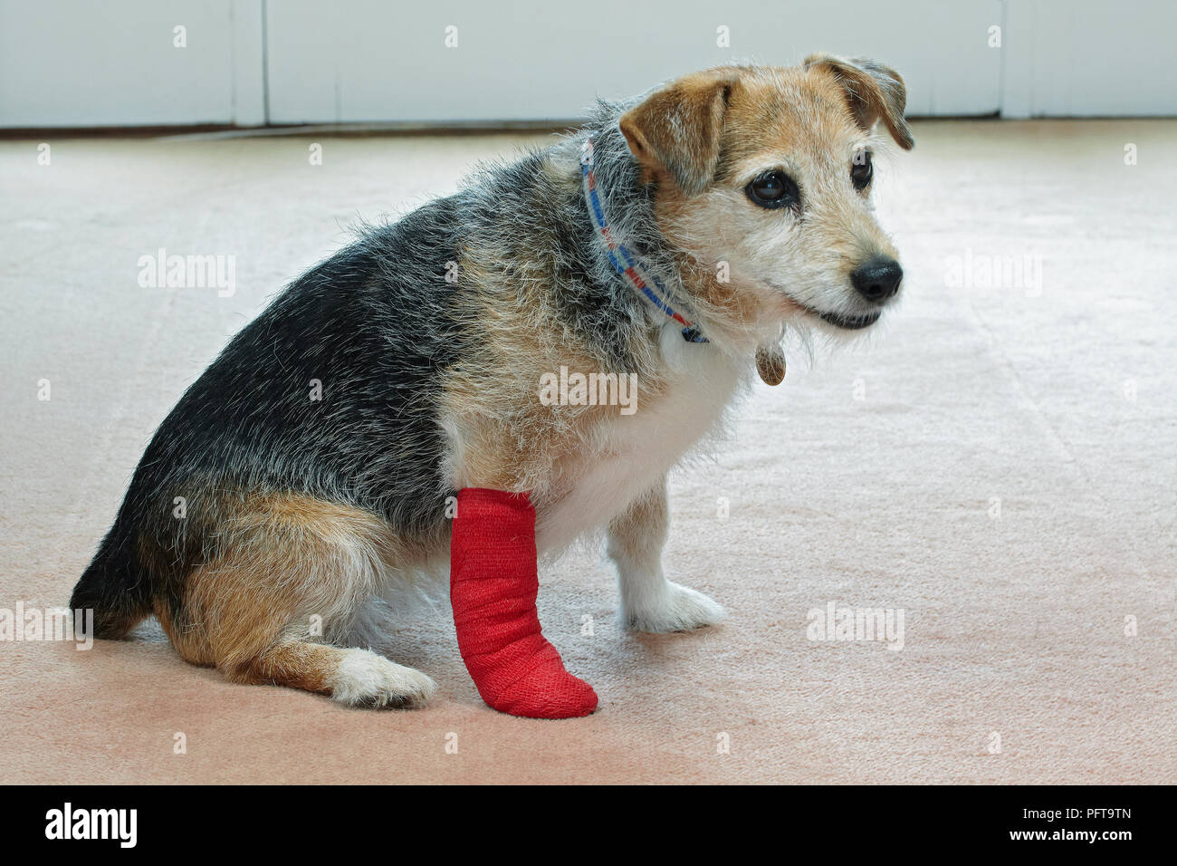 Ältere Jack Russell mit bandagierten Pfote Stockfoto