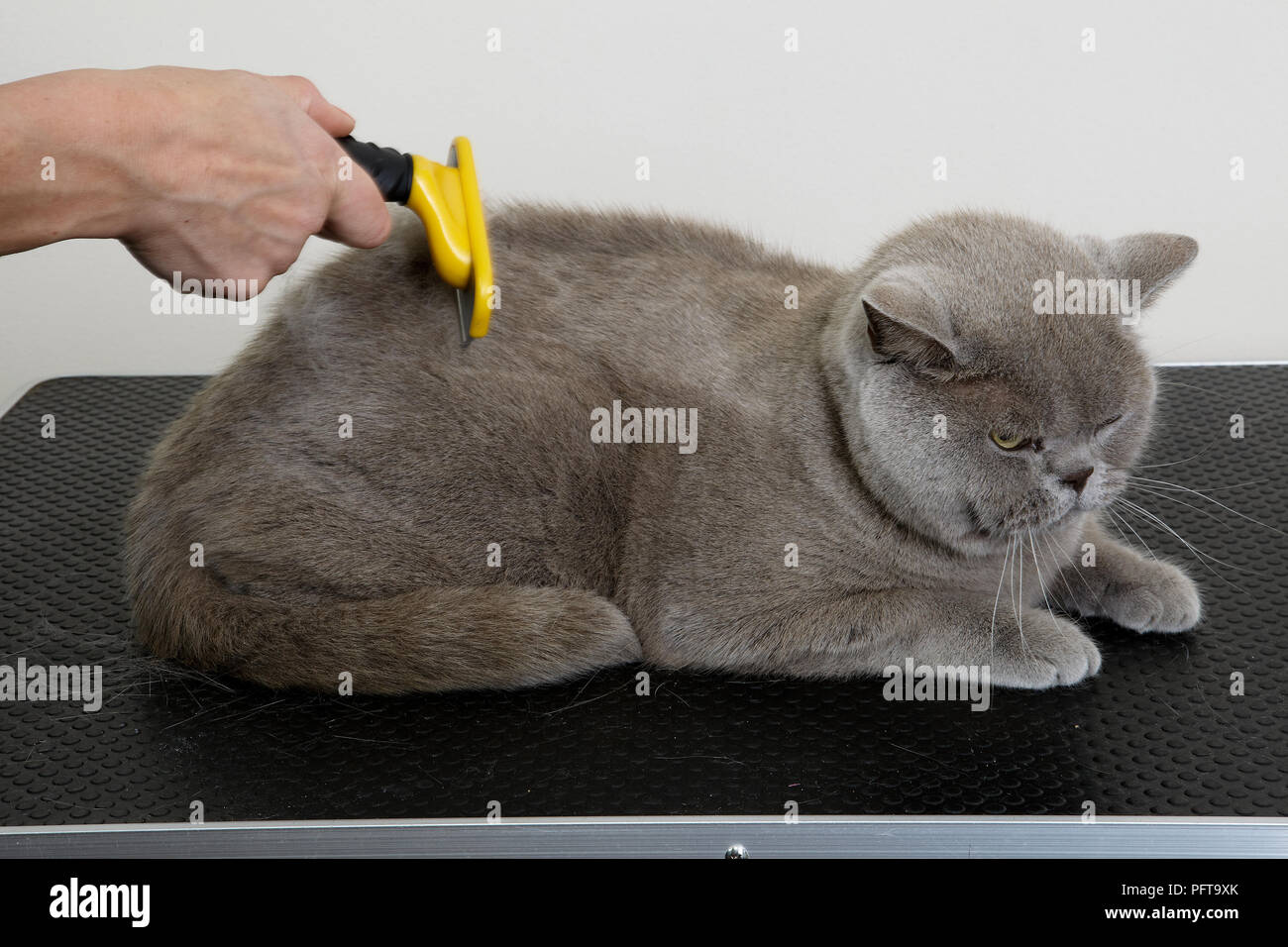 Blaue Britisch Kurzhaar: Pflege mit Shedding Blade auf grooming Salon Mantel Stockfoto